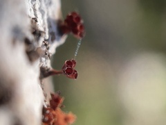 Metatrichia vesparium