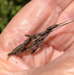 Eragrostis curvula