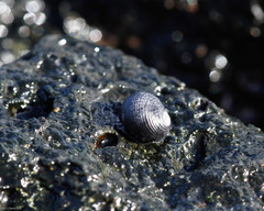 Nerita picea