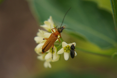 Oedemera podagrariae