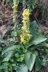 Verbascum lychnitis