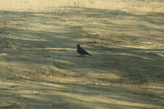 Turtur chalcospilos