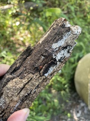 Metatrichia vesparium