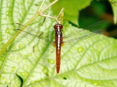 Rhodothemis rufa