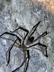 Olios