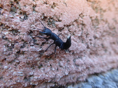 Ocypus olens