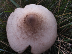 Macrolepiota