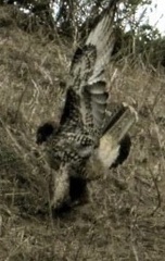 Buteo jamaicensis calurus