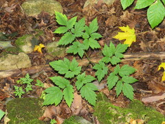 Actaea