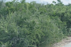 Gymnosporia polyacantha