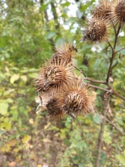 Arctium × nothum