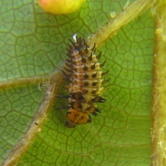 Parexochomus nigromaculatus