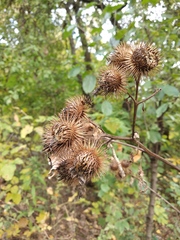 Arctium × nothum