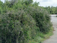 Gymnosporia polyacantha