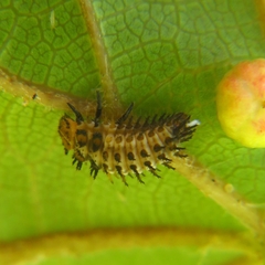 Parexochomus nigromaculatus