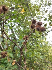 Arctium × nothum
