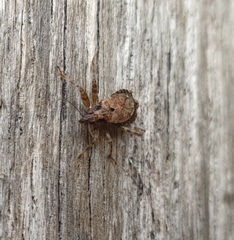 Himacerus mirmicoides