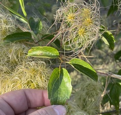Clematis dioica