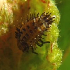 Parexochomus nigromaculatus