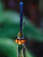 Pseudagrion rubriceps