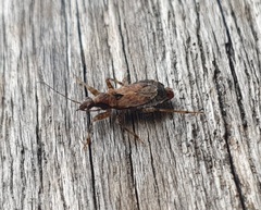 Himacerus mirmicoides