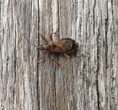 Himacerus mirmicoides