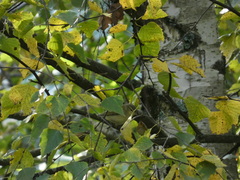 Phylloscopus trochilus