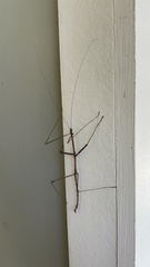 Diapheromera femorata