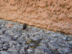 Ocypus olens