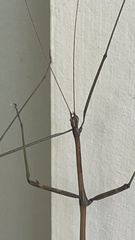 Diapheromera femorata