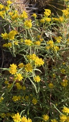 Pectis angustifolia
