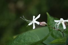 Clerodendrum