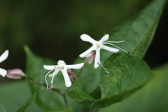 Clerodendrum