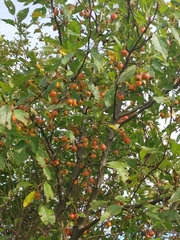 Malus prunifolia