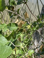 Clematis pitcheri