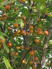Malus prunifolia