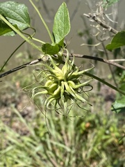Clematis pitcheri