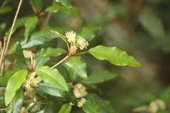 Croton pseudopulchellus