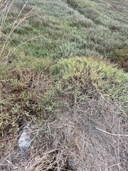 Salicornia pacifica