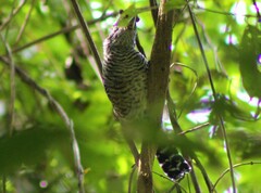 Thamnophilus doliatus