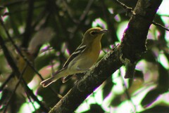 Vireo flavifrons
