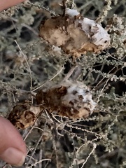 Asphondylia floccosa