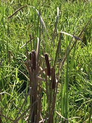 Typha