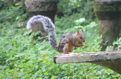 Sciurus variegatoides