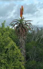 Aloe africana