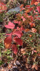 Spiraea