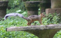 Sciurus variegatoides