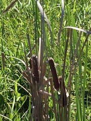 Typha
