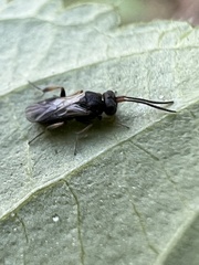 Cheloninae