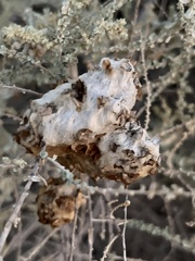 Asphondylia floccosa